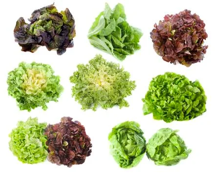 Varieties of salads Foto stock
