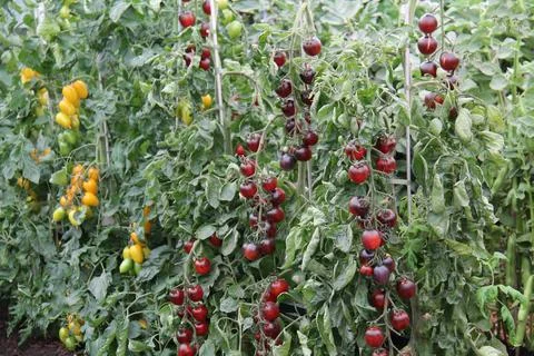 Varieties of Tomatoes. Stock Photos