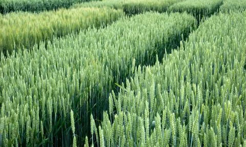 Varieties of wonter wheat crops with pointers Foto stock