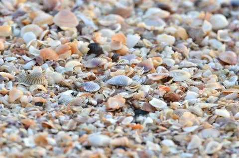 Variety of broken seashells Foto stock