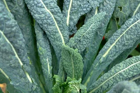 A variety of cabbage that does not head out. The leaves are wavy on the edge Stock Photos