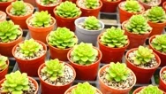 A Variety Of Cactus In The Nursery, Thailand Stock Footage