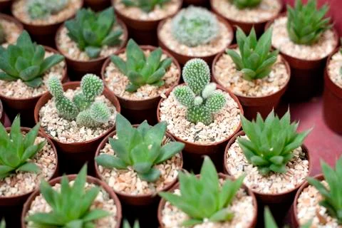 Variety of cactus Stock Photos
