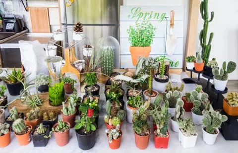 Variety of cactus plants on table Stock-Fotos