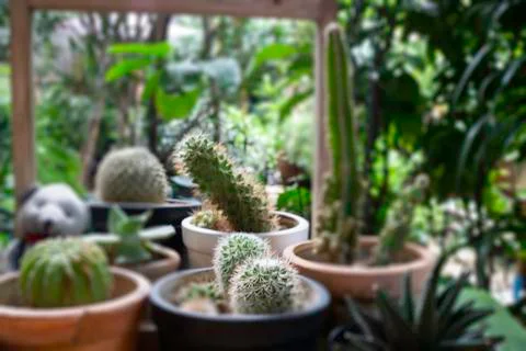 Variety cactuses in a row Stock Photos