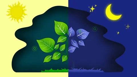 Variety of chemical elements that are essential for photosynthesis Stock Footage 277125656