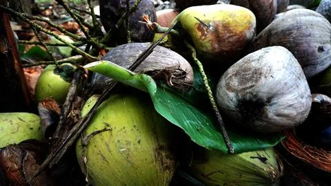 Variety of Coconuts in a Tropical Setting 스톡 사진
