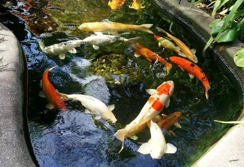 Variety colors of koi fish inside a pond Stock Photos