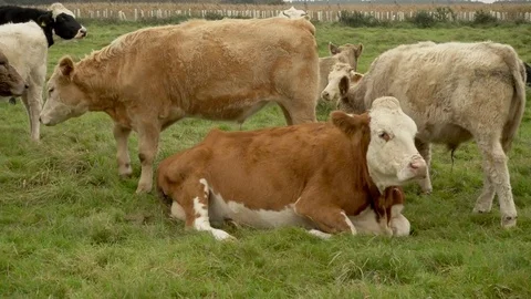 Variety of cows together on grass. Stock Footage 83265032
