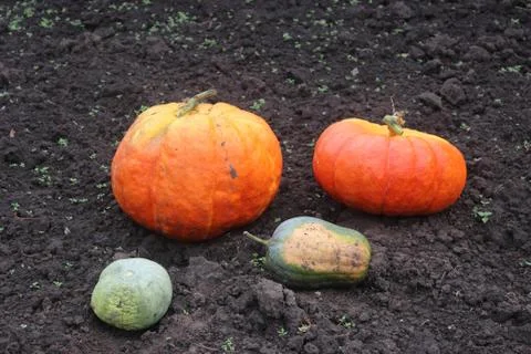 A variety of crops Stock Photos