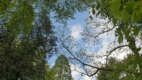 Variety crowns of the trees in the spring forest against the blue sky with the Stock Footage 75835329