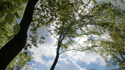 Variety crowns of the trees in the spring forest against the blue sky with the Stock Footage 75836547