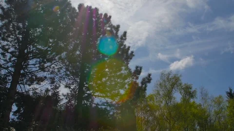 Variety crowns of the trees in the spring forest against the blue sky with the Stock Footage 76433031