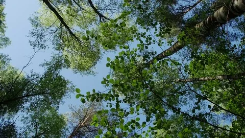 Variety crowns of the trees in the spring forest against the blue sky with the Stock Footage