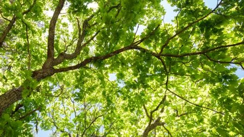 Variety crowns of the trees in the spring forest against the blue sky with th Foto stock