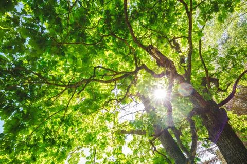 Variety crowns of the trees in the spring forest against the blue sky with th Foto stock