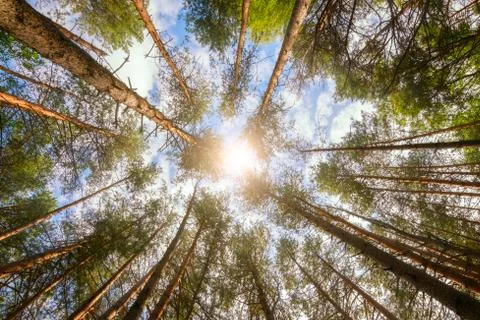 Variety crowns of the trees in the spring forest against the blue sky with th Foto stock