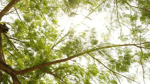 Variety crowns of the trees in the summer forest against the sun. Slow Motion Stock Footage 273461664