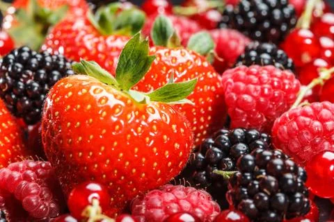 Variety of different berries Stock Photos
