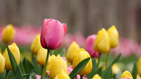 Variety of different colored tulips Видео 172557884