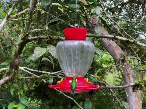 A variety of different humming birds flying around a red bird feeder Stock Footage 250355260