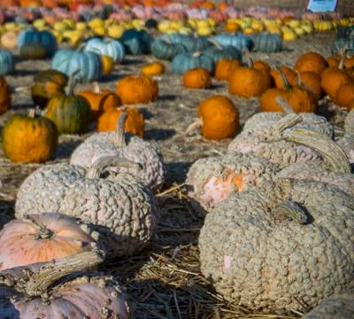 Variety of different kinds of Pumpkins  Stock Photos