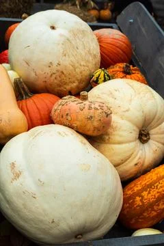 Variety of different pumpkins displayed Stock Photos