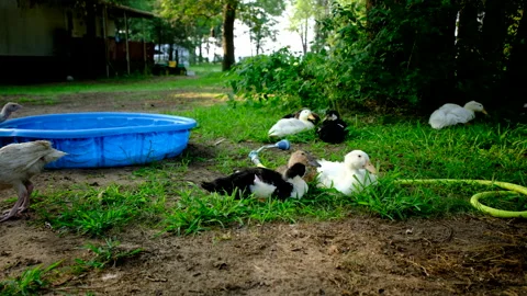 Variety of ducklings laying on grass under tree and next to kid pool Stock Footage 319884810