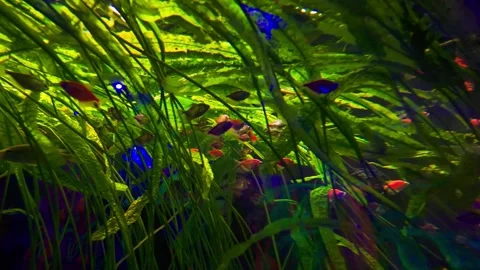 A variety of fish in the aquarium Stock Footage 261283178