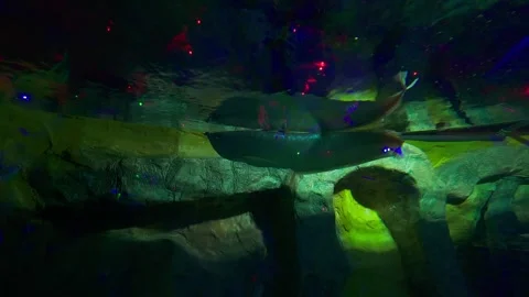 A variety of fish in the aquarium Stock Footage 261283591