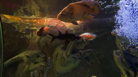 A variety of fish in the aquarium Stock Footage 261285698