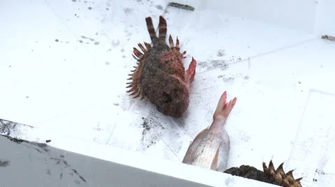 A variety of fish caught 1 Stock Footage 23425585