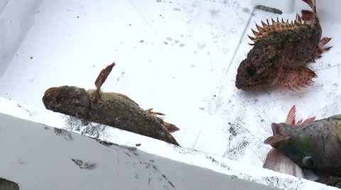 A variety of fish caught 3 Stock-Footage 23428691