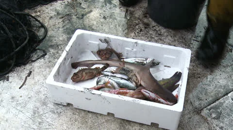 A variety of fish caught 4 Stock-Footage 23432587