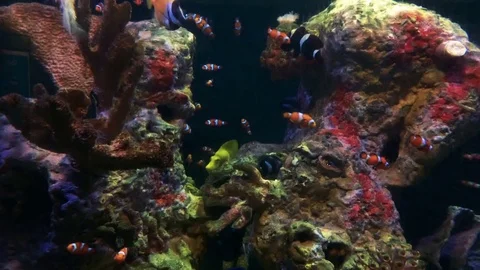 A Variety Fish in different colours including clown fish in Large Aquarium 動画素材 70012513