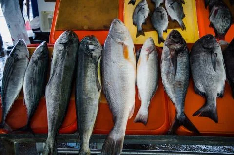 Variety of fish Stock Photos