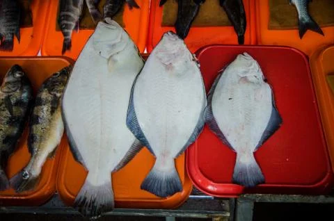 Variety of fish Stock Photos
