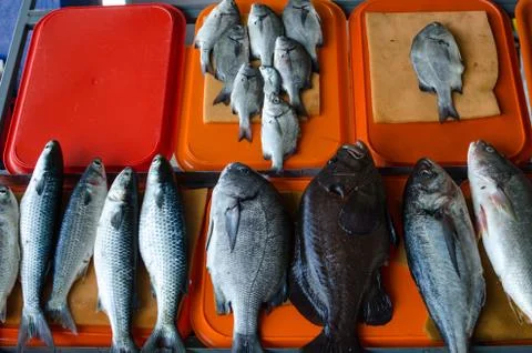 Variety of fish Stock Photos