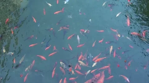 Variety of fish in pond Stock Footage