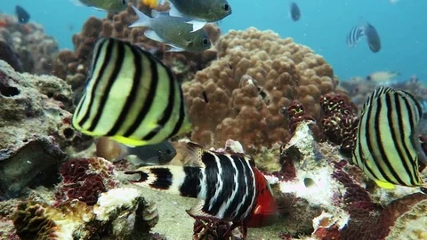 Variety of fish surround camera Stock Footage 80816063