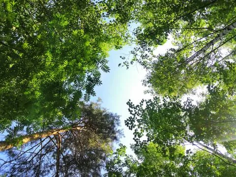 Variety of forest trees Stock Photos