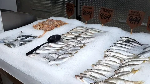 Variety of fresh fish Stock Footage 103693708