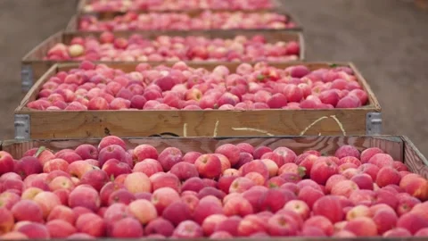 A variety of fruit on display in a store Stock Footage 155449991
