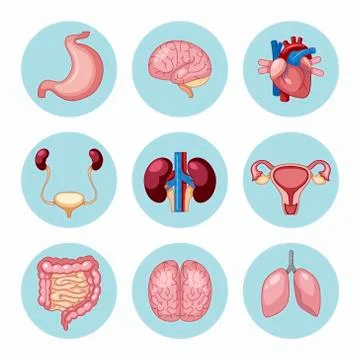 Variety of human organs set Stock Illustration