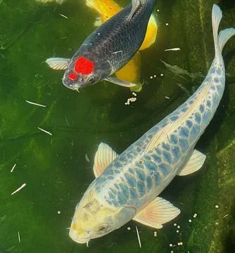 Variety of Koi. Stock Photos