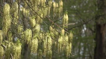 A variety of maple Stock Footage 85556880
