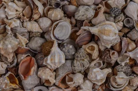 A variety of Mediterranean shells collected on the beach Stock Photos