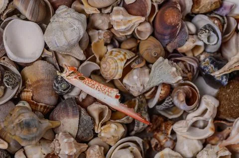 A variety of Mediterranean shells scattered on the table Stock Photos