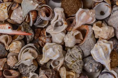 A variety of Mediterranean shells scattered on the table 1 Stock Photos