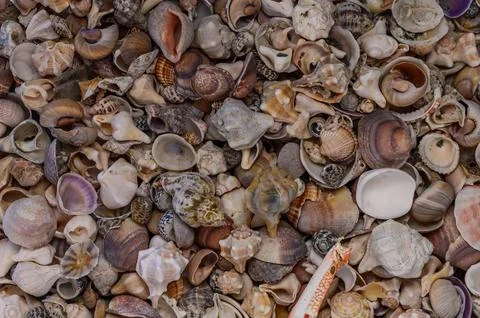 A variety of Mediterranean shells scattered on the table 2 Stock Photos